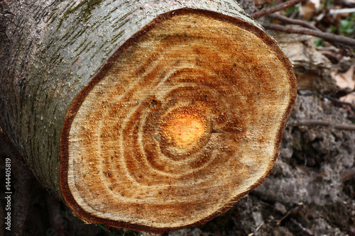 Alder saw cut./The alder trunk is sawn. On a cut of slightly orange color bark and wood rings are visible.