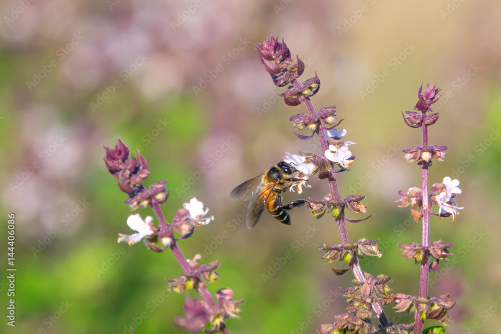 Naklejka premium honey bee collects Basil flower nectar