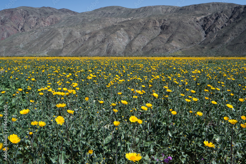 Fototapeta premium Desert Flowers
