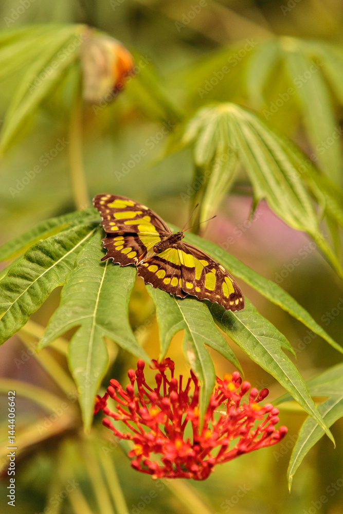 Fototapeta premium Motyl malachitowy, Siproeta stelenes