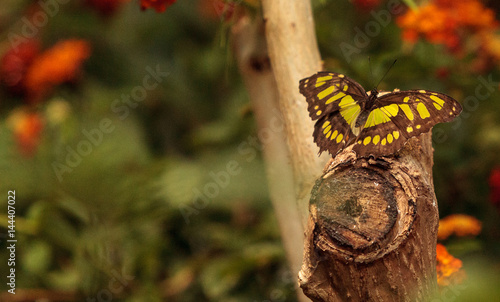 Malachite butterfly, Siproeta stelenes photo