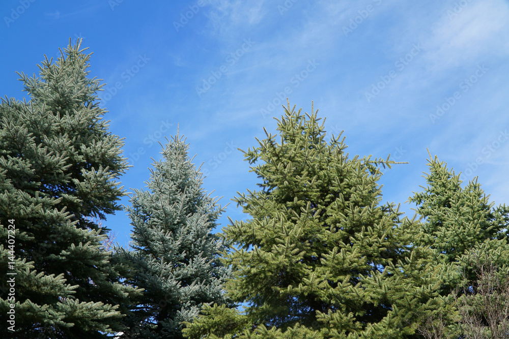 low angle view of pine tree under sunny blue sky low angle view of pine tree under sunny blue sky