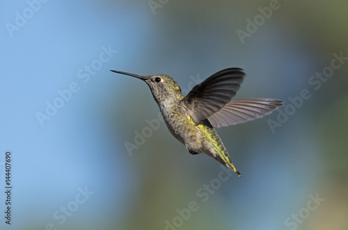 Female Anna's hummingbird.