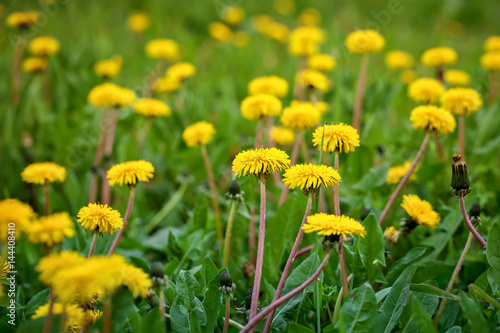 Yellow dandelions in the grass in the forest.