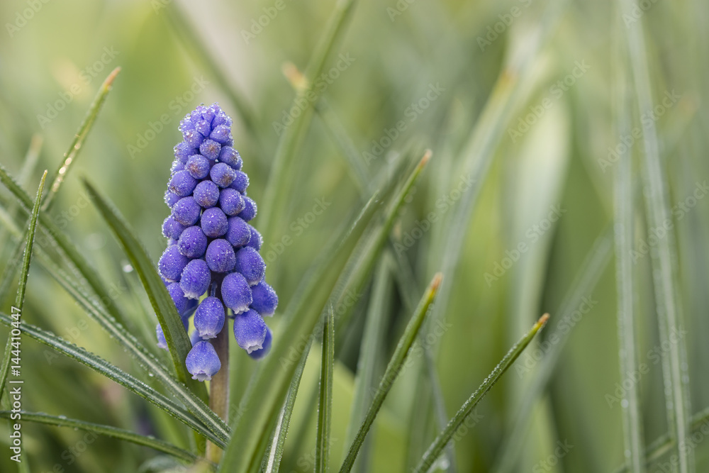 Flower Muscari mistletoe with dew. Flower Muscari mistletoe with dew.