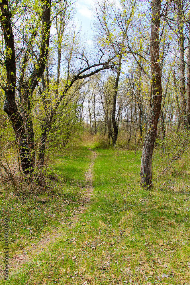 Footpath in spring green forest Footpath in spring green forest