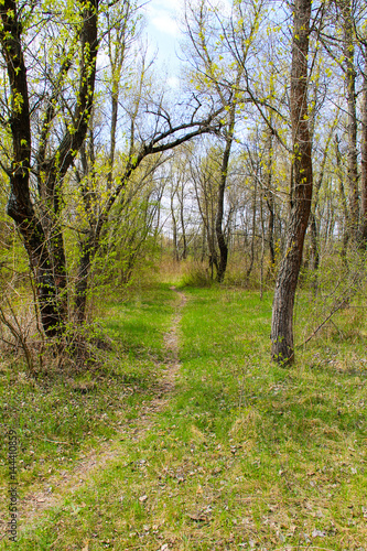 Footpath in spring green forest