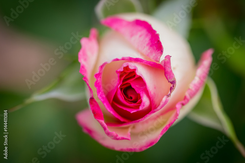 Beautiful Pink Rose closeup