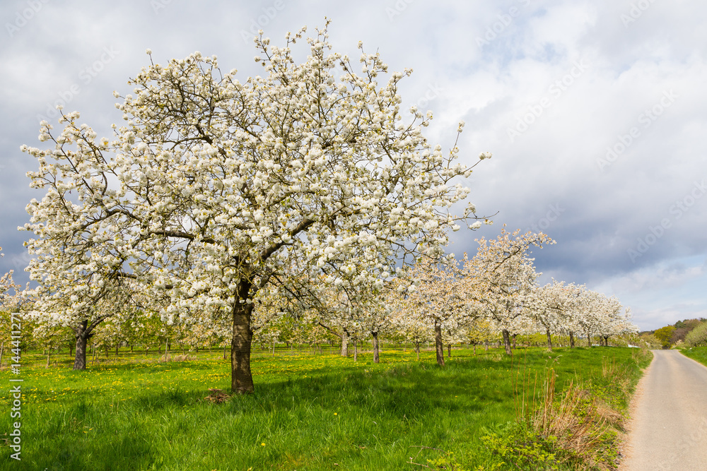 Kirschblüte in Wiesbaden-Frauenstein. April 2017. Kirschblüte in Wiesbaden-Frauenstein. April 2017.