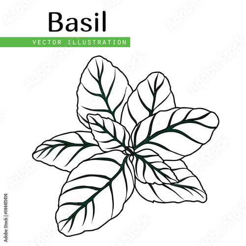  basil leaves black