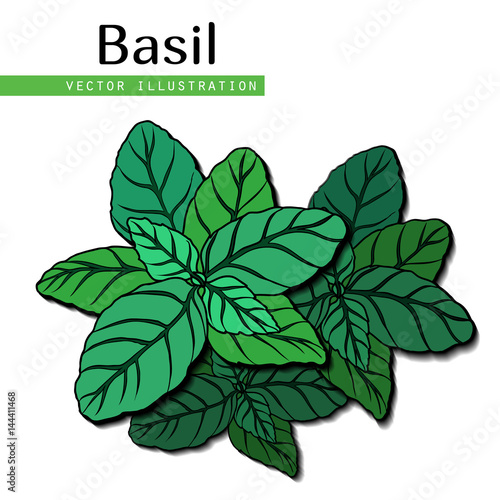 basil leaves green