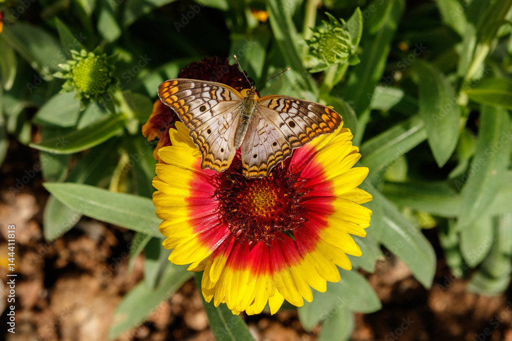 Obraz premium White Peacock butterfly perched and feeding on a bright red and yellow Gaillarda Blanket Flower, part of the sunflower family.
