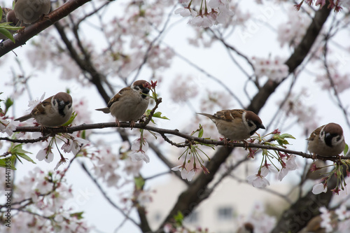 Sparrows sit in Cherry Blossoms