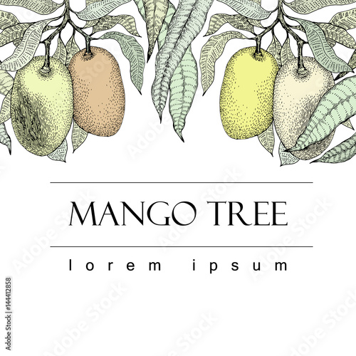 Mango tree vintage design template. Botanical mango fruit banner. Engraved mango. Vector illustration