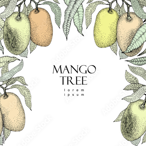 Mango tree vintage design template. Botanical mango fruit frame. Engraved mango. Vector illustration