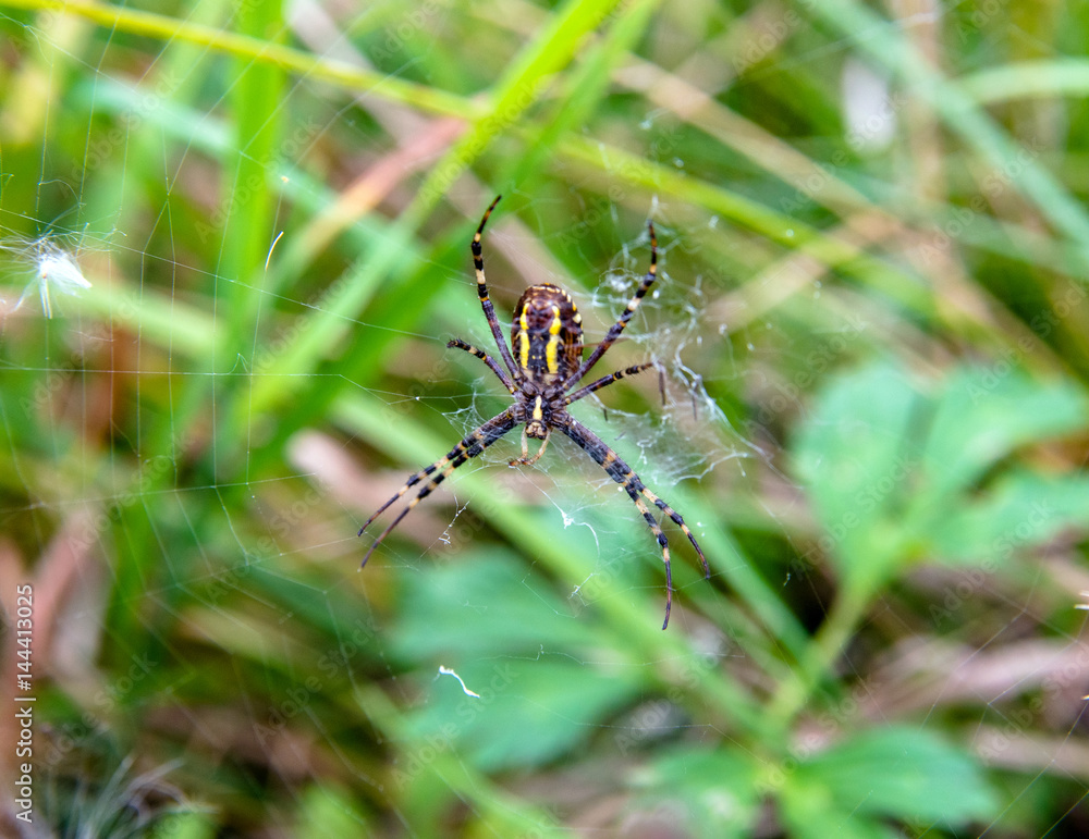 Argiope spider sits on the web in the grass Argiope spider sits on the web in the grass