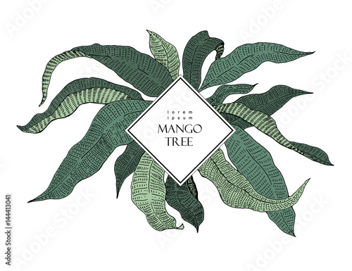 Mango tree retro illustration. Botanical mango fruit illustration. Leaves. Vector illustration