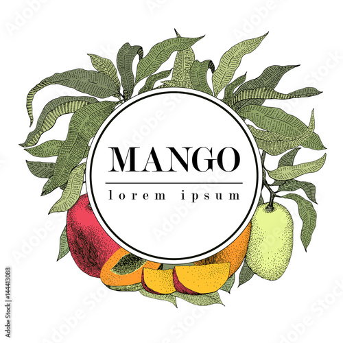 Mango tree vintage design template. Botanical mango fruit frame. Engraved mango. Logo. Vector illustration