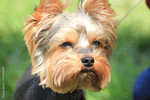 dog Yorkshire Terrier on the walk
