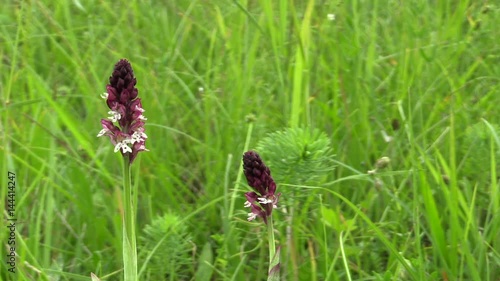 Wild beautiful orchid Orchis ustulata, endangered species, the biosphere reservation Bile Karpaty (White Carpathians), PR Drahy, South Moravia, Czech Republic, Europe photo