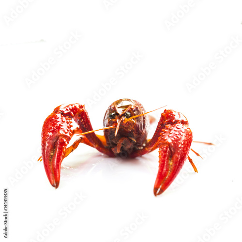 fresh crayfish on white background
