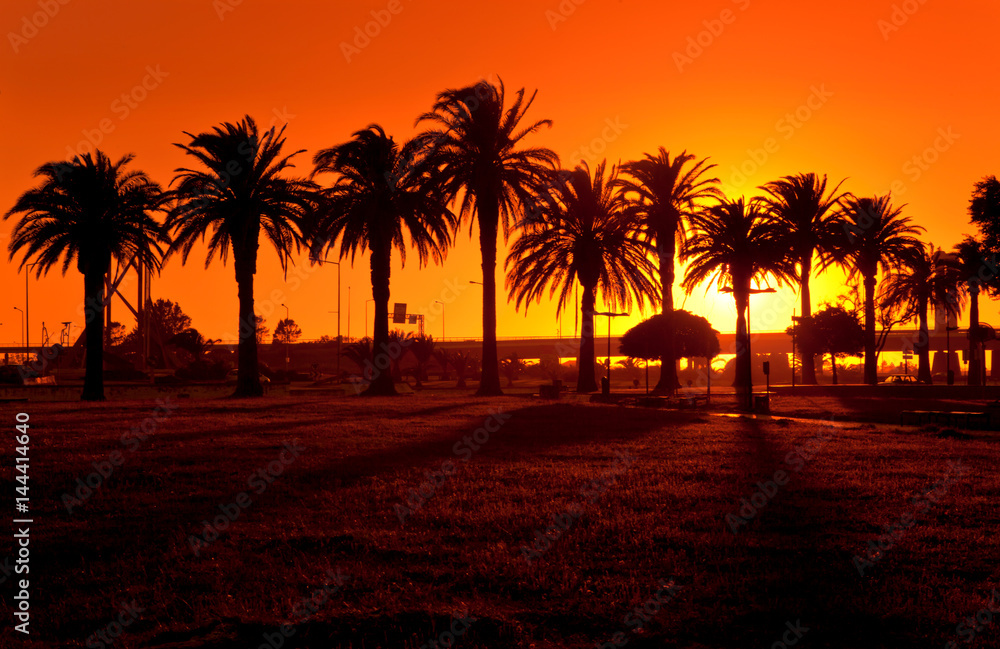 Setting sun and the silhouettes of pine trees, Aveiro, Portugal