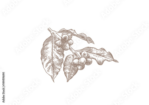 Branch of coffee with leaves and beans