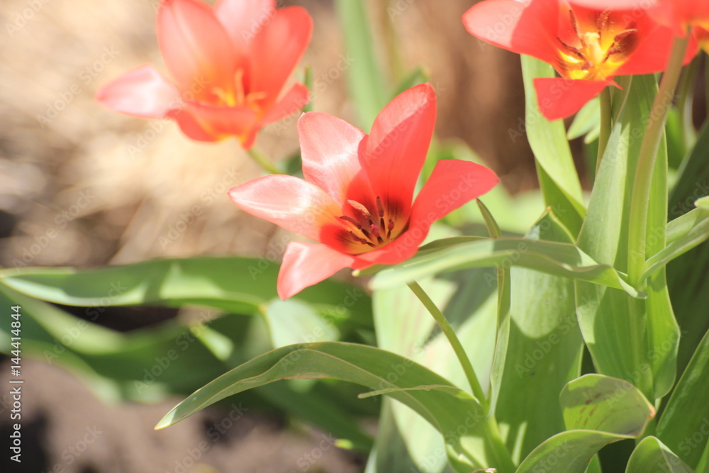Obraz premium flowers red tulips in spring