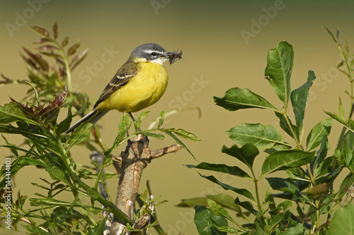 Motacilla flava iberiae / Bergeronnette ibérique