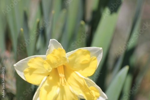 yellow Narcissus flower in spring
