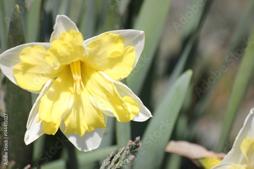 yellow Narcissus flower in spring