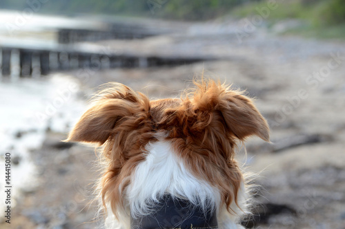 A dog's head seen from behind, with the blurred landscape that the can see as background. photo