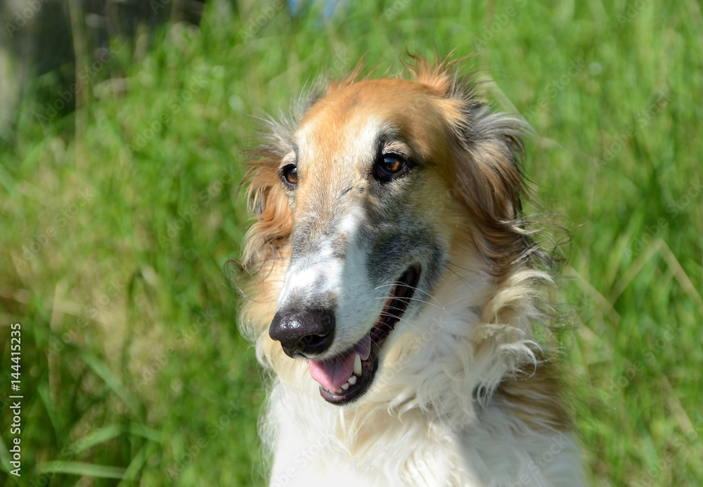 Borzoi dog face portrait,featuring the breed's long nose. Borzoi dog face portrait,featuring the breed's long nose.