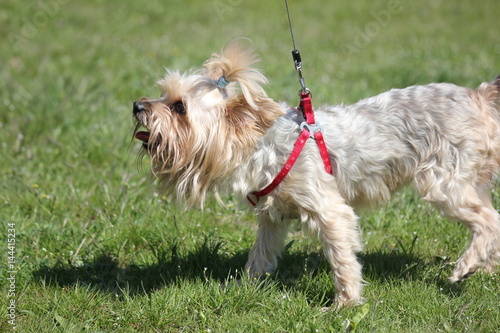 dog Yorkshire Terrier on the walk
