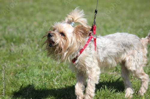 dog Yorkshire Terrier on the walk