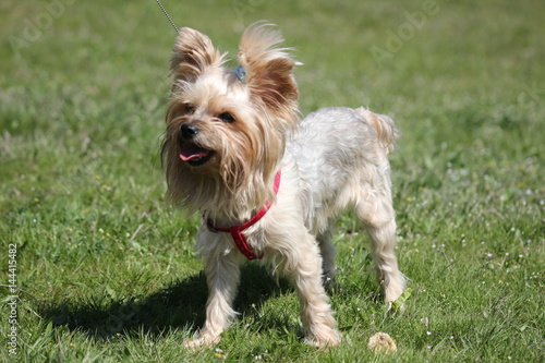dog Yorkshire Terrier on a green lawn
