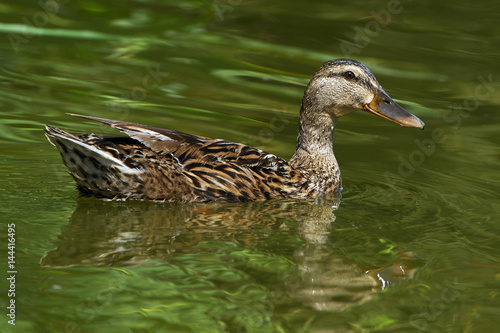 Anas platyrhynchos / Canard colvert / Mallard © PIXATERRA