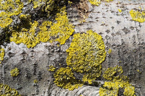 Fototapeta Naklejka Na Ścianę i Meble -  Flechten an einem Baumast, Schweiz
