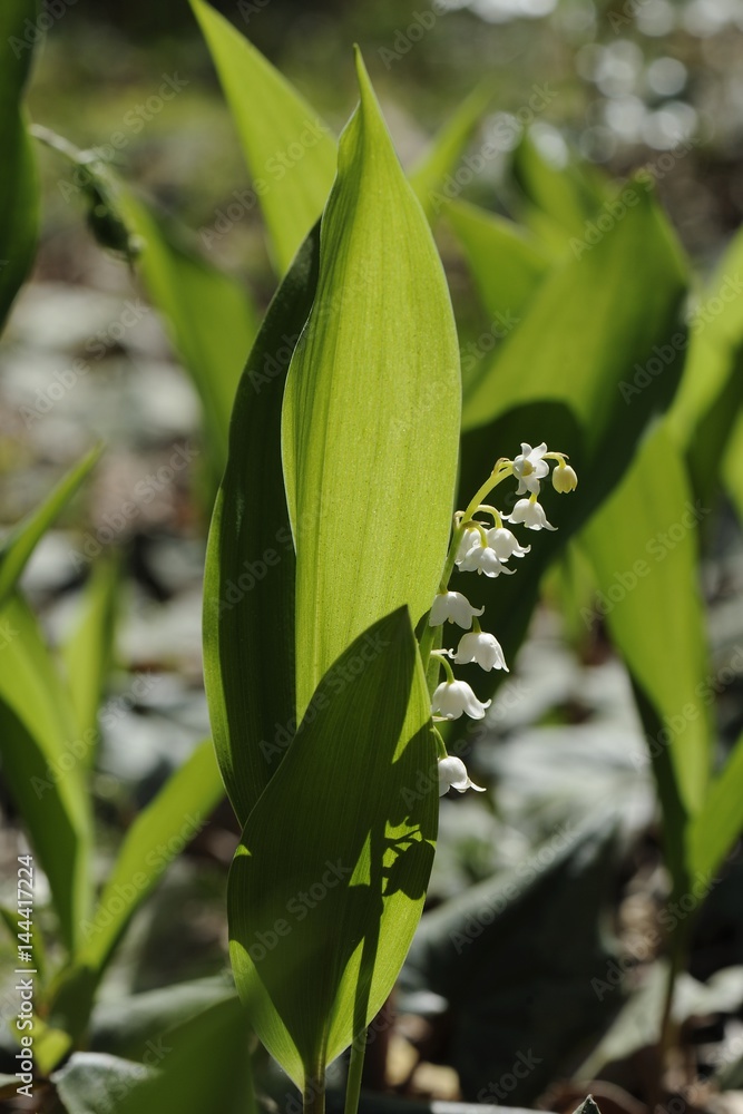 Obraz premium Muguet sauvage