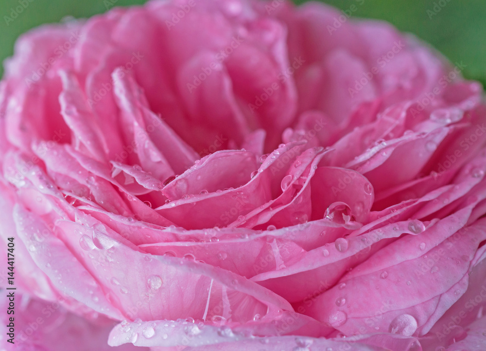 close up of pink rose with rain drops