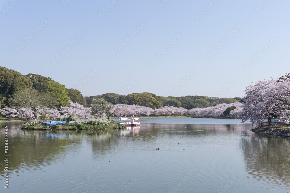 桜の剛の池