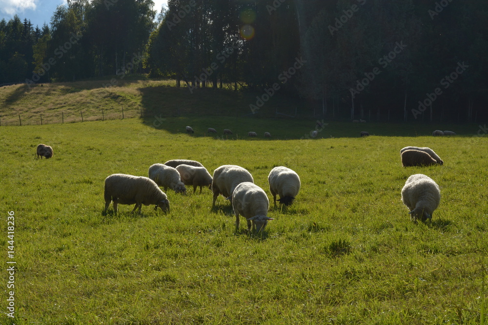 Fototapeta premium Sheep in the summer