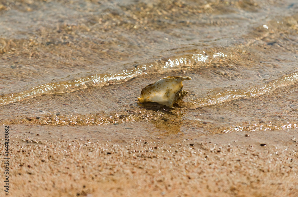Beautiful marine shell in sea water Beautiful marine shell in sea water