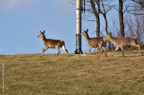 wildlife herd of deer 