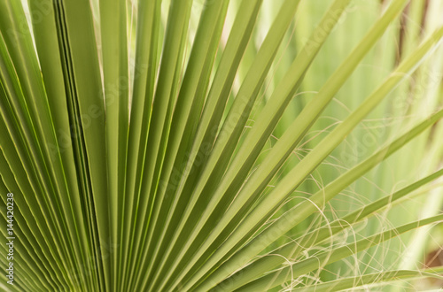 Green fan palm leaves