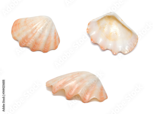 Pink seashell seen from different angles, isolated on white