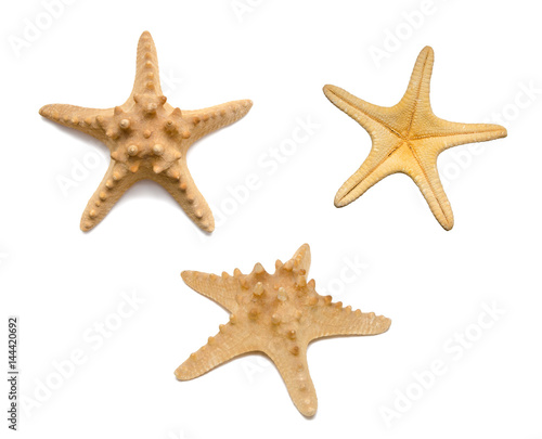 Starfish seen from different angles, isolated on white