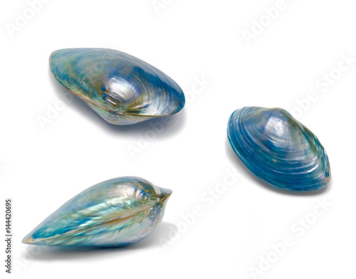 Blue seashell seen from different angles, isolated on white