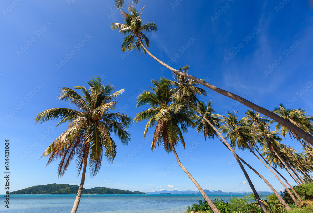 Coconut tree on the beach and sea with clear blue sky.