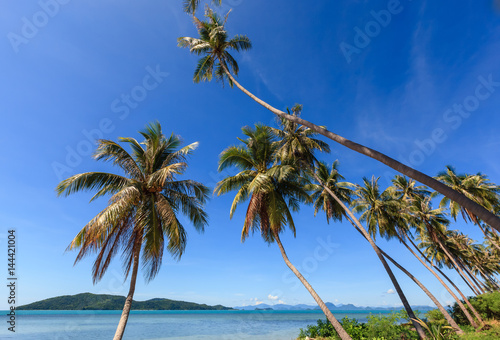 Coconut tree on the beach and sea with clear blue sky.